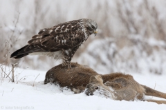 409 Rauhfußbussard - Buteo lagopus